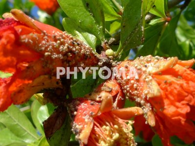 Planococcus citri